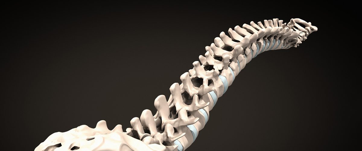 Spine – the “flowing” vertical column